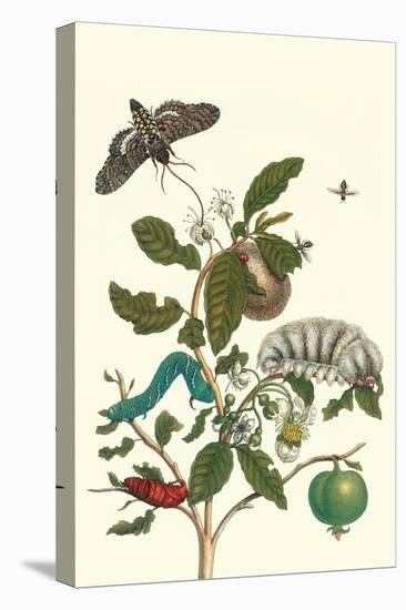 Guava and Tobacco Hornworm and a Podalia Moth-Maria Sibylla Merian-Stretched Canvas