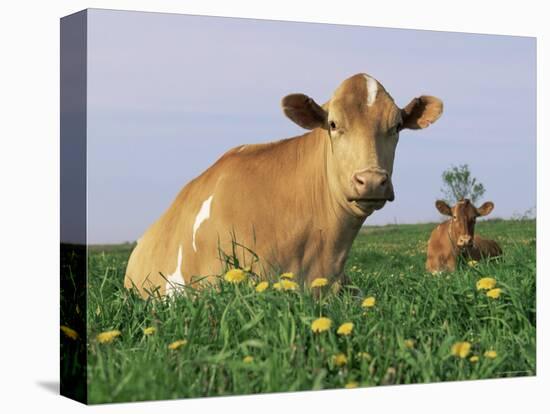 Guernsey Cows, at Rest in Field, Illinois, USA-Lynn M^ Stone-Premier Image Canvas