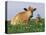 Guernsey Cows, at Rest in Field, Illinois, USA-Lynn M^ Stone-Premier Image Canvas