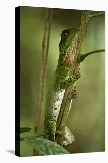 Guichenot's Dwarf Iguana, Yasuni NP, Amazon Rainforest, Ecuador-Pete Oxford-Premier Image Canvas