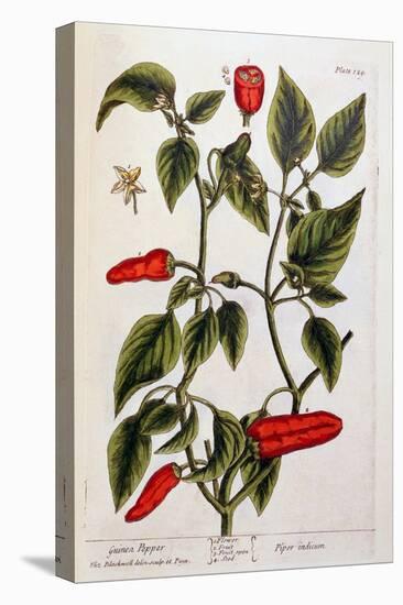 Guinea Pepper, Plate 129 from 'A Curious Herbal', Published 1782-Elizabeth Blackwell-Premier Image Canvas