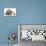 Guinea Pig and Three Mallard Ducklings-Mark Taylor-Premier Image Canvas displayed on a wall