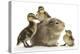 Guinea Pig and Three Mallard Ducklings-Mark Taylor-Premier Image Canvas