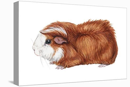 Guinea Pig (Cavia Cobaya), Mammals-Encyclopaedia Britannica-Stretched Canvas