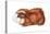 Guinea Pig (Cavia Cobaya), Mammals-Encyclopaedia Britannica-Stretched Canvas