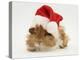 Guinea-Pig Wearing a Father Christmas Hat-Mark Taylor-Premier Image Canvas