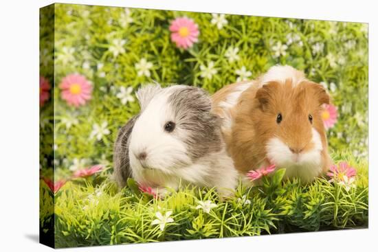 Guinea Pigs with Flowers-null-Premier Image Canvas