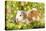Guinea Pigs with Flowers-null-Premier Image Canvas