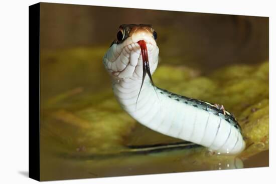 Gulf Coast Ribbon Snake (Thamnophis Proximus Orarius) Laredo Borderlands, Texas, USA. April-Claudio Contreras-Premier Image Canvas