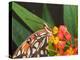 Gulf Fritillary Butterfly on Milkweed Flowers, Florida-Maresa Pryor-Premier Image Canvas