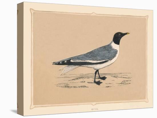 'Gull', (Laridae), c1850, (1856)-Unknown-Premier Image Canvas