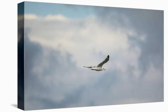Gull over Paris Landing-Jai Johnson-Premier Image Canvas