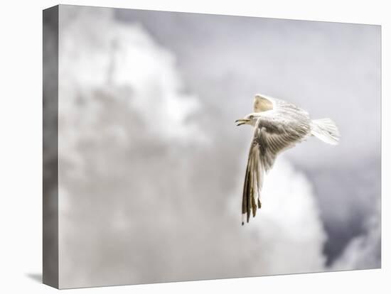 Gull-Stephen Arens-Premier Image Canvas