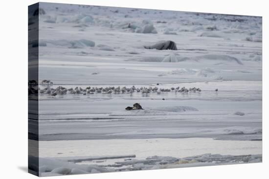 Gulls and Seals on Jokulsarlon Glacier-Niki Haselwanter-Premier Image Canvas