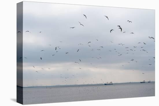 Gulls Flying over the Sea-Torsten Richter-Premier Image Canvas