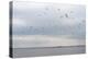 Gulls Flying over the Sea-Torsten Richter-Premier Image Canvas