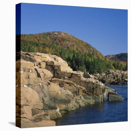 Gulls on Rocks Along the Coastline, in the Acadia National Park, Maine, New England, USA-Roy Rainford-Premier Image Canvas
