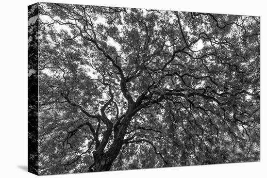 Gum Trees Near Recoleta Section of Buenos Aires-James White-Premier Image Canvas