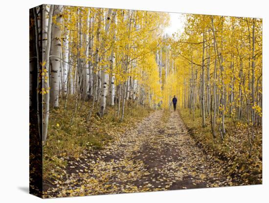 Gunnison National Forest, Colorado, USA-Jamie & Judy Wild-Premier Image Canvas