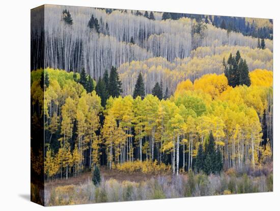 Gunnison National Forest, Colorado, USA-Jamie & Judy Wild-Premier Image Canvas