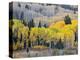 Gunnison National Forest, Colorado, USA-Jamie & Judy Wild-Premier Image Canvas