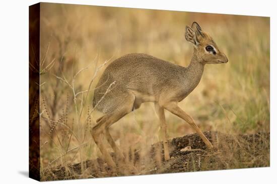 Gunther's Dik-Dik-Joe McDonald-Premier Image Canvas