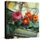 Gutter Planted with Gerberas-null-Premier Image Canvas