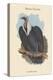 Gyps Bengalensis - Bengal Vulture-John Gould-Stretched Canvas