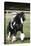 Gypsy Vanner 007-Bob Langrish-Premier Image Canvas