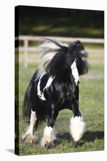 Gypsy Vanner 007-Bob Langrish-Premier Image Canvas