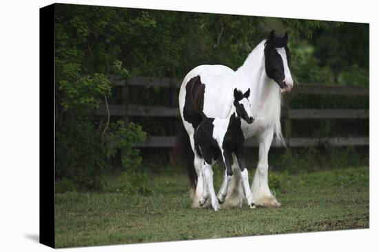 Gypsy Vanner 028-Bob Langrish-Premier Image Canvas