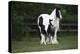 Gypsy Vanner 028-Bob Langrish-Premier Image Canvas