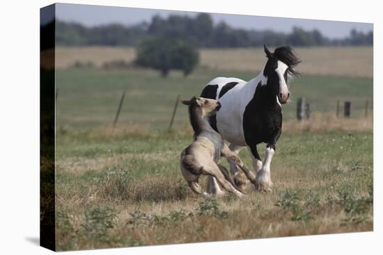 Gypsy Vanner 037-Bob Langrish-Premier Image Canvas