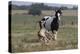 Gypsy Vanner 037-Bob Langrish-Premier Image Canvas