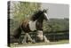 Gypsy Vanner Horse Running, Crestwood, Kentucky-Adam Jones-Premier Image Canvas