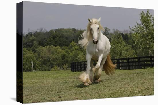 Gypsy Vanner Horse Running, Crestwood, Kentucky-Adam Jones-Premier Image Canvas