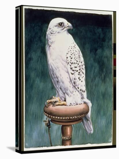 Gyr Falcon, 1986-Sandra Lawrence-Premier Image Canvas