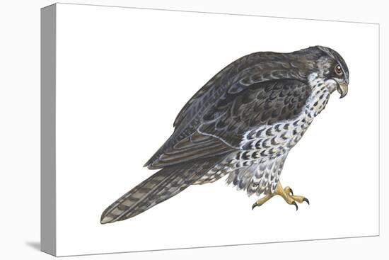 Gyrfalcon (Falco Rusticolus), Birds-Encyclopaedia Britannica-Stretched Canvas