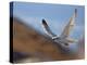 Gyrfalcon (Falco Rusticolus) in Flight, Disko Bay, Greenland, August 2009-Jensen-Premier Image Canvas