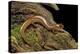 Gyrinophilus Porphyriticus (Spring Salamander)-Paul Starosta-Premier Image Canvas