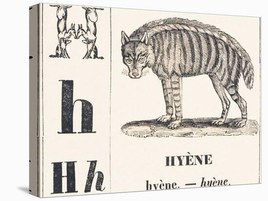 H for Hyene, 1850 (Engraving)-Louis Simon (1810-1870) Lassalle-Premier Image Canvas