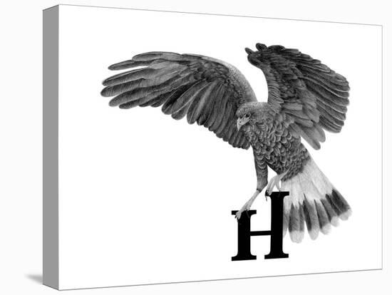 H is for Hawk-Stacy Hsu-Stretched Canvas