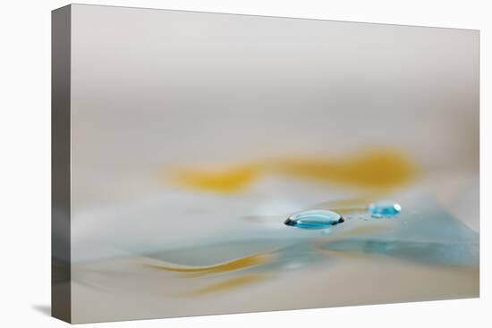 H2O 2237-Florence Delva-Stretched Canvas