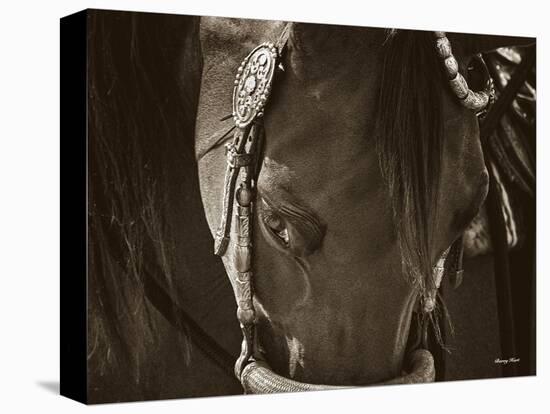 Hackamore Horse-Barry Hart-Stretched Canvas