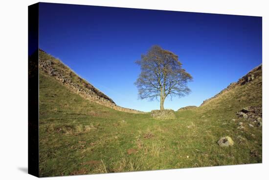 Hadrian's Wall Sycamore Gap, Beside Steel Rig, Autumn-null-Premier Image Canvas