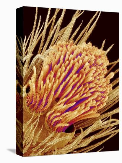 Hairs on the tip of the leg of a spider-Micro Discovery-Premier Image Canvas