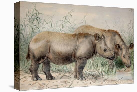 Hairy Eared Rhinoceros-Joseph Wolf-Premier Image Canvas