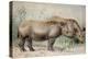 Hairy Eared Rhinoceros-Joseph Wolf-Premier Image Canvas