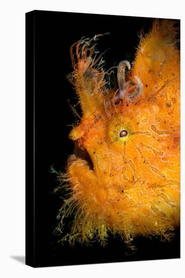 Hairy frogfish / Striated frogfish, Indonesia-Magnus Lundgren-Premier Image Canvas