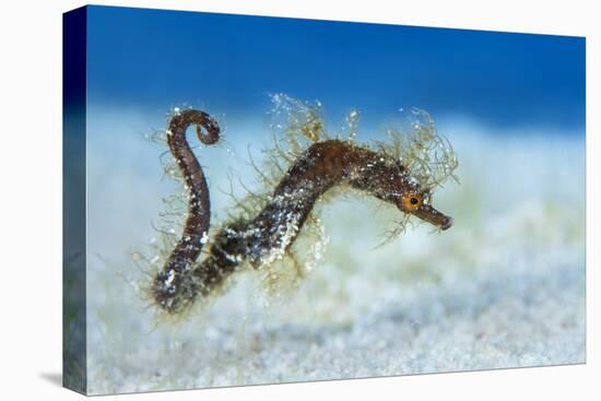 Hairy Pipehorse (Acentronura Dendritica) Female Swimming over the Seabed with Her Prehensile Tail-Alex Mustard-Premier Image Canvas